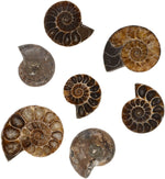 Justinstones natural ammonite fossil shell close up of chamber details