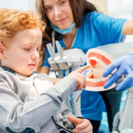 Zenfun anatomical teeth model educational display
