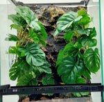 Keruideng artificial hanging monstera reptile plants front view