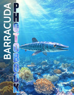Barracuda: Featuring 40 Captivating Images Of This Underwater Predator - Image 1