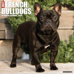French Bulldogs 2026 Wall Calendar - Image 1