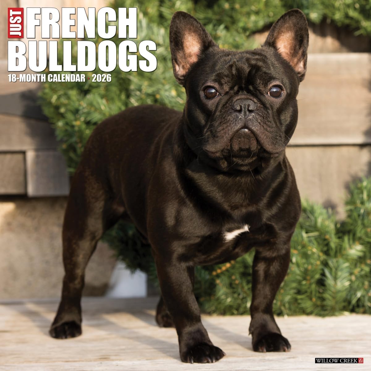 French Bulldogs 2026 Wall Calendar - Image 1