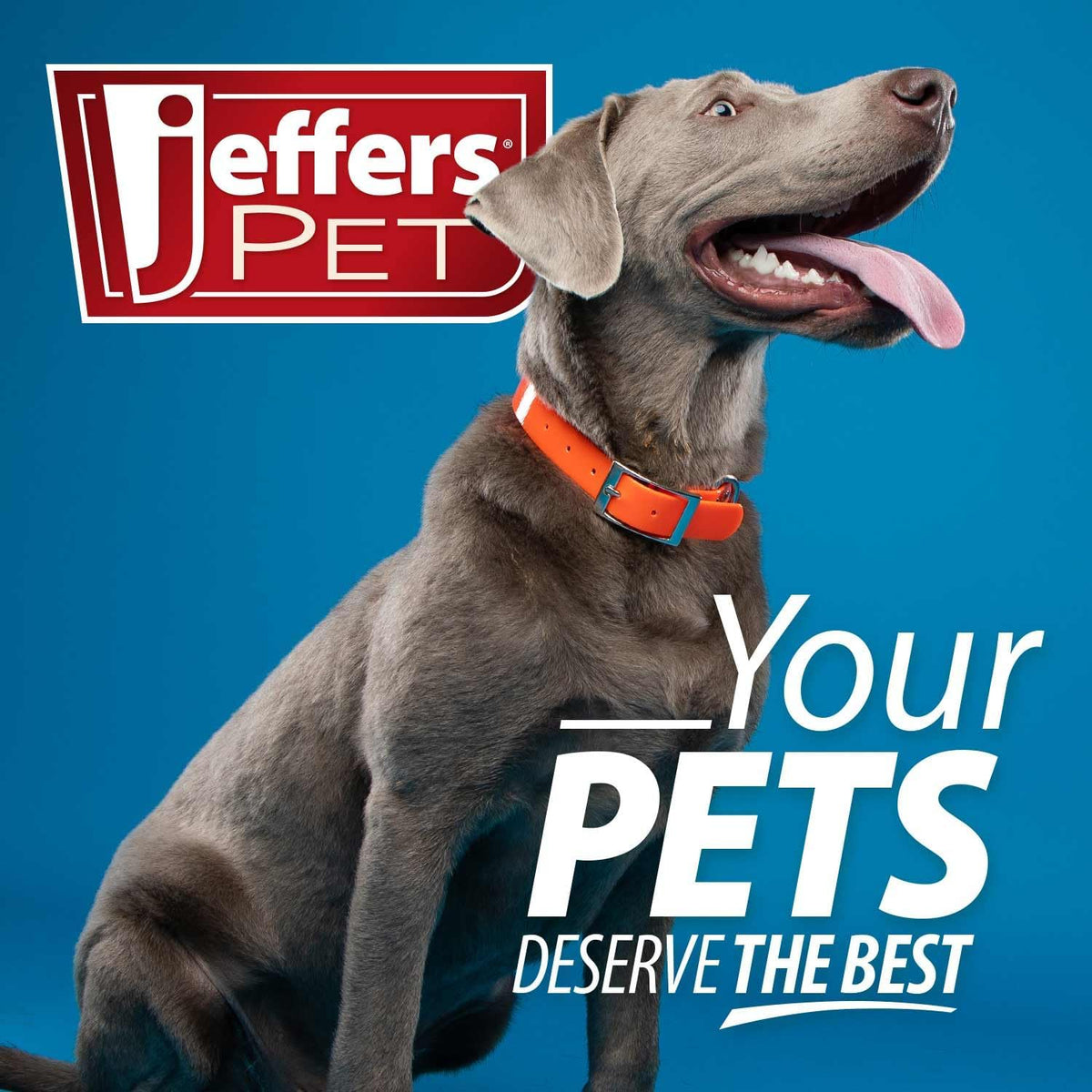Small double sided pet grooming slicker brush by Jeffers for mats and shedding