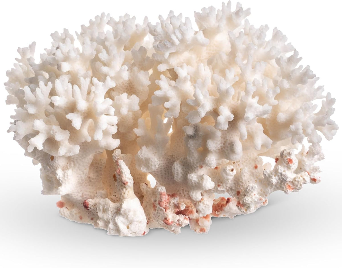 Nautical Crush Trading White Sea Coral front view showcasing natural branching structure
