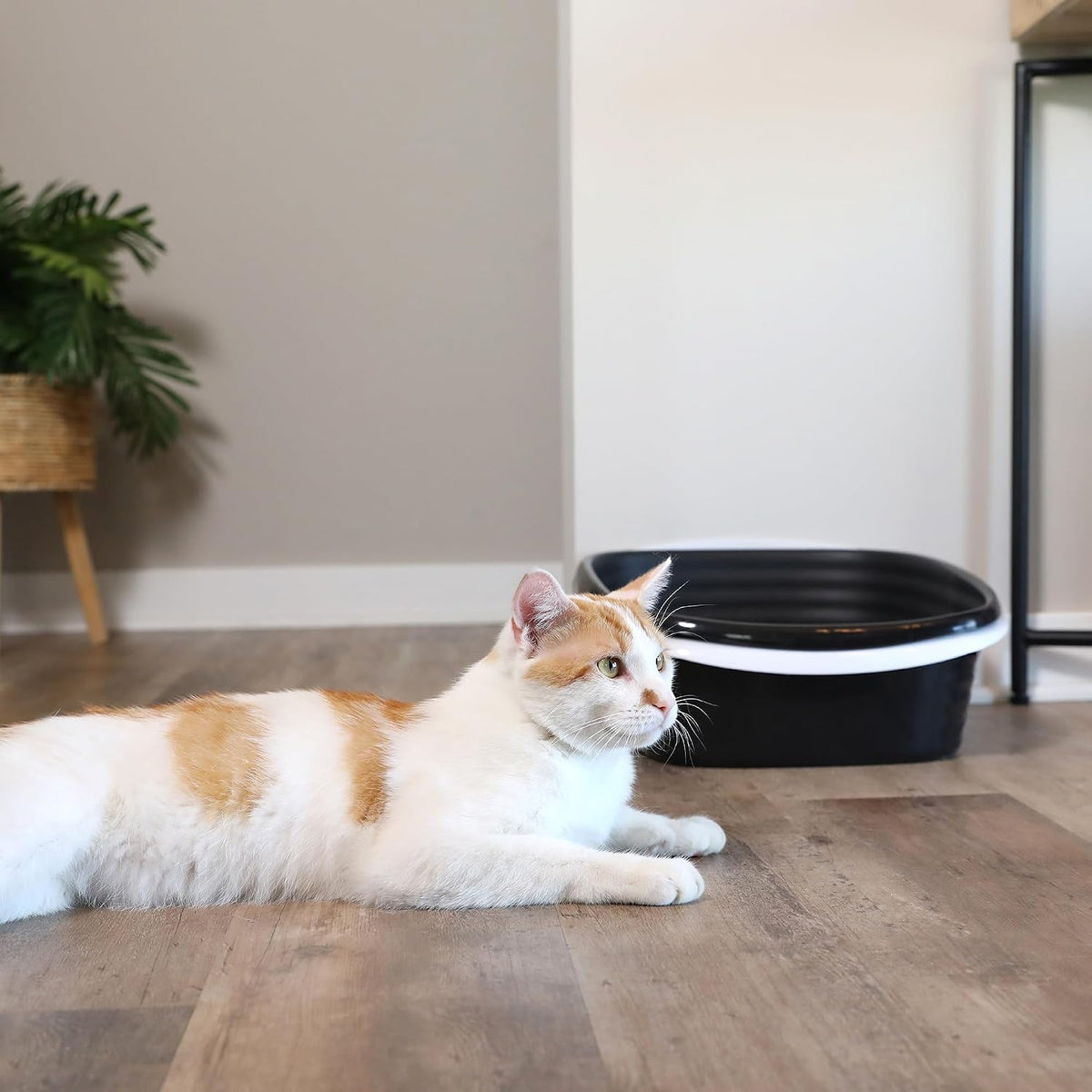 Arm & Hammer Large Sifting Litter Box Scoop Free Cat Litter Tray with Microban, Made in USA | Antimicrobial product protection, ideal for indoor felines, simple lift, shake and pour cleanup, helps keep odors in check - Image 9