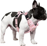 Timos pink harness showing double leash attachment points