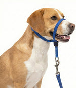 PupSensei Navy Blue Dog Headcollar Front View