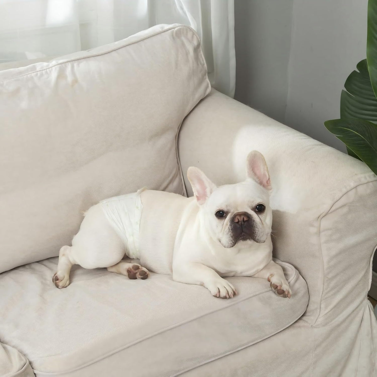 IMMCUTE small puppy diapers showing adjustable hook and loop fasteners