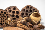 Natural botanical hiding spots for isopods and bioactive terrariums