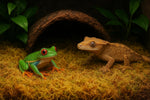 Galapagos reptile gear terrarium moss ready for use