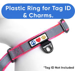 Pawtitas medium dog training collar highlighting metal D-ring hardware