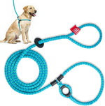 Medium Large size Harness Lead on a dog