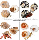 Detailed texture of natural large hermit crab shells
