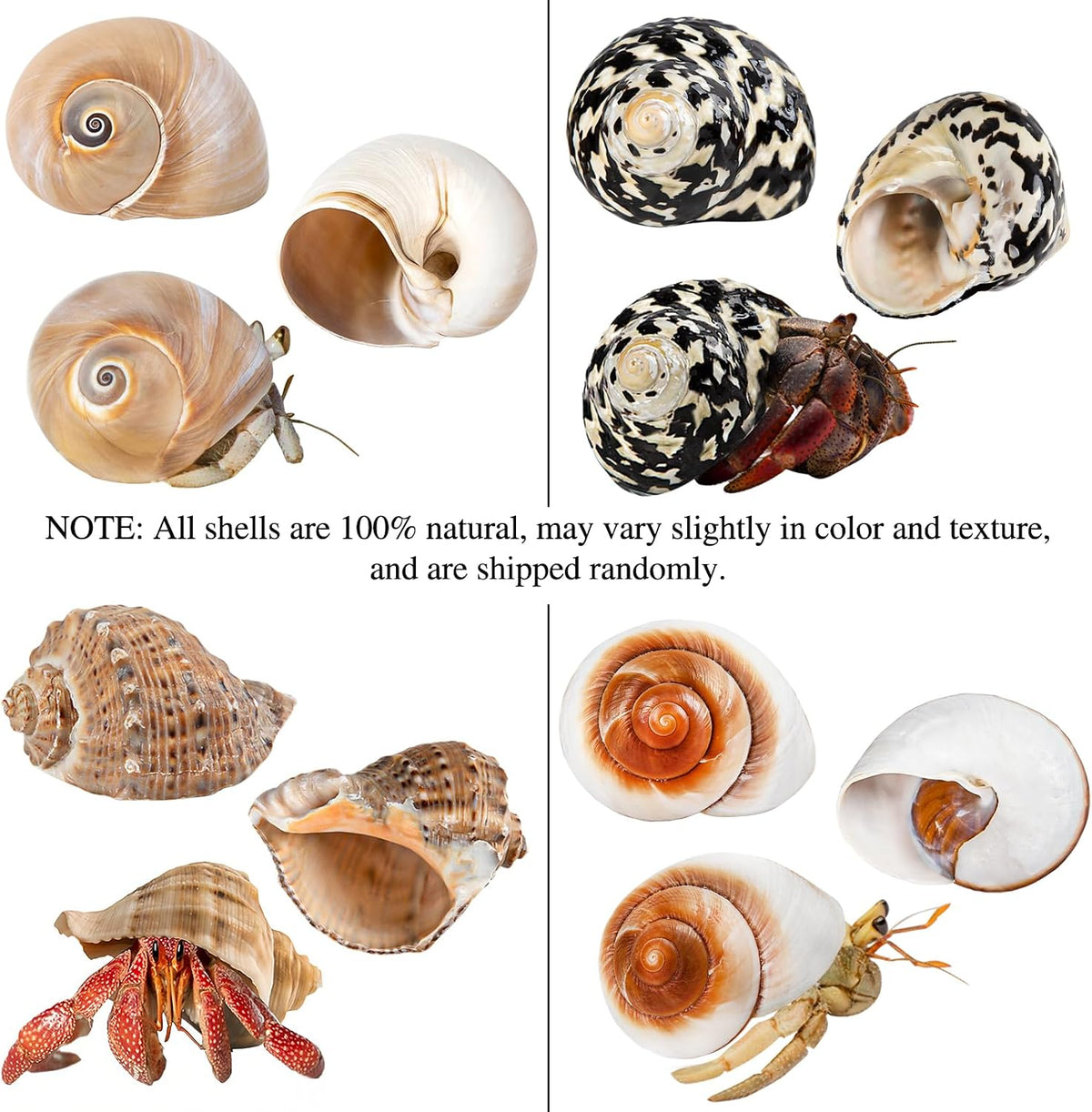 Detailed texture of natural large hermit crab shells