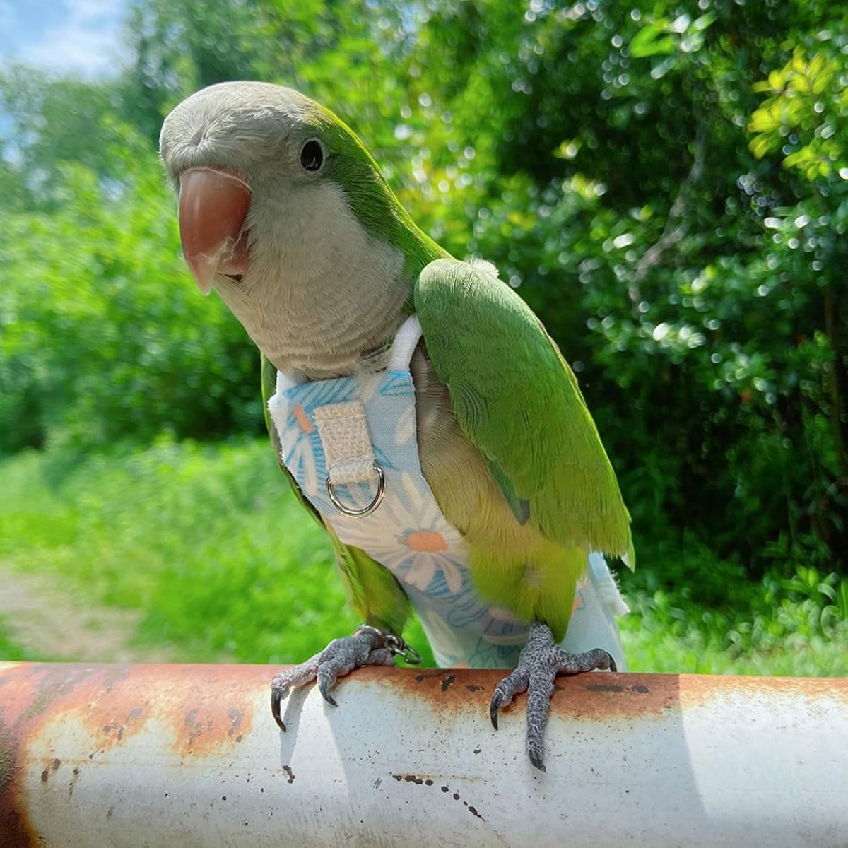 Adjustable bird harness vest showing the attached one meter rope leash accessory.
