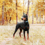 Haapaw escape proof dog collar close up on heavy duty metal ring