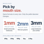 Aquarium fish enjoying organic kelp fish food pellets