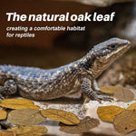 MAQIHAN oak leaf litter used as ground cover bedding in a tropical snake enclosure