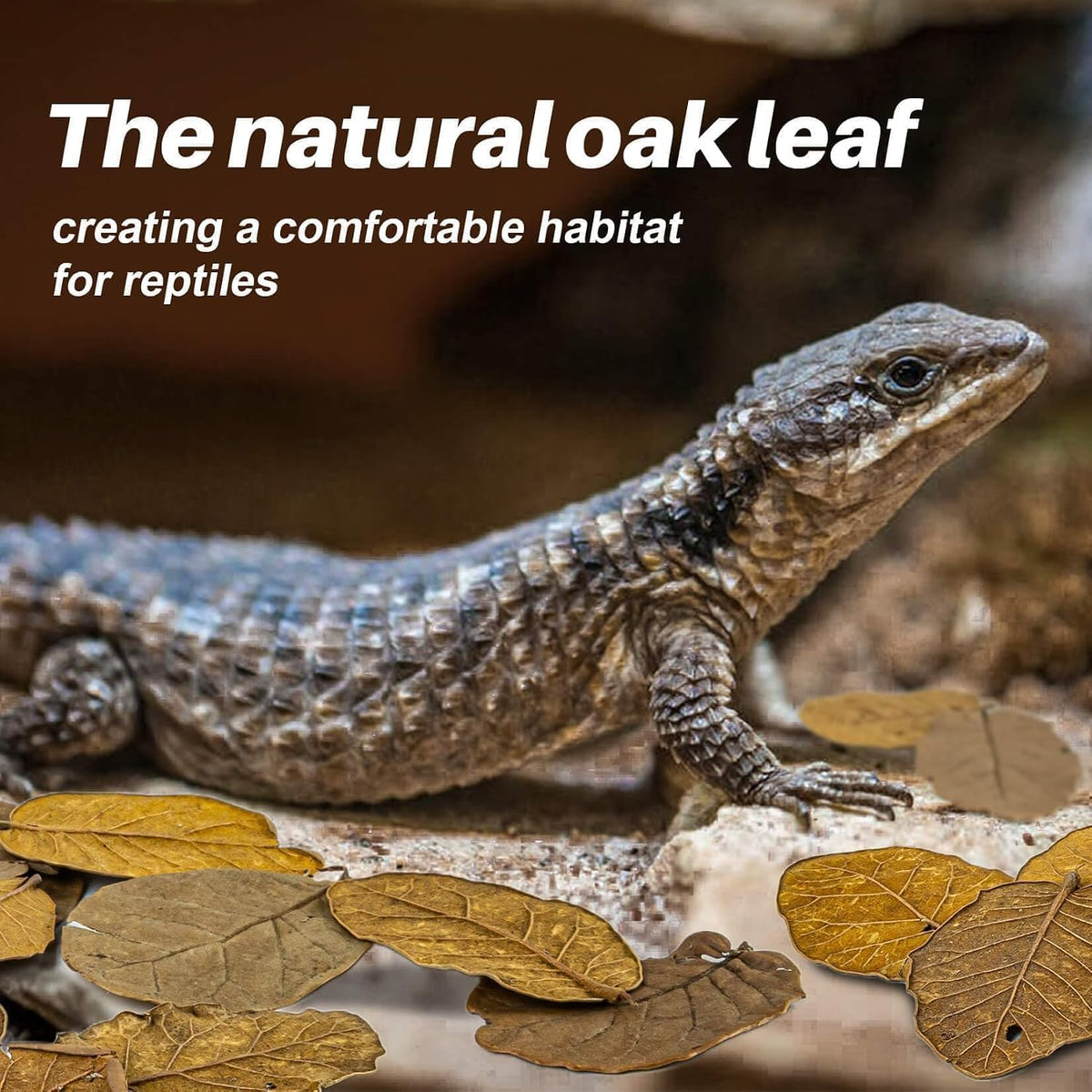 MAQIHAN oak leaf litter used as ground cover bedding in a tropical snake enclosure