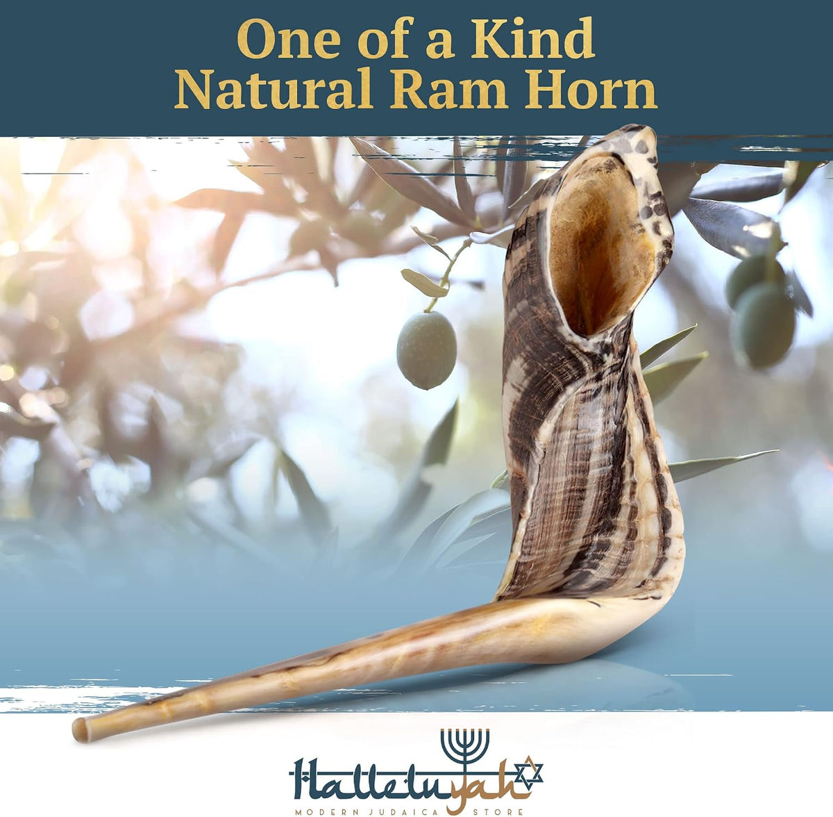 HalleluYAH KOSHER ODORLESS Ram Horn Shofar - 14"-16", Smooth Mouthpiece, Velvet Bag, Clean Brush, Shofar Guide - Made In Israel - Image 2