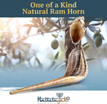 HalleluYAH KOSHER ODORLESS Ram Horn Shofar - 14"-16", Smooth Mouthpiece, Velvet Bag, Clean Brush, Shofar Guide - Made In Israel - Image 2