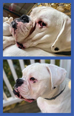 Squishface Silicone Applicator for Dog Wrinkle Paste & Tear Stain Cream - Image 9