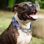 Bohemian floral pattern martingale slip collar on a large breed dog.