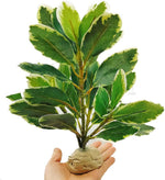 Artificial plant providing shade for a lizard habitat.