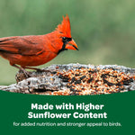 Cardinals and sparrows eating from bird feeder