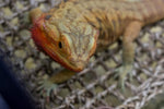 Penn-Plax lizard lounger angled for basking setup