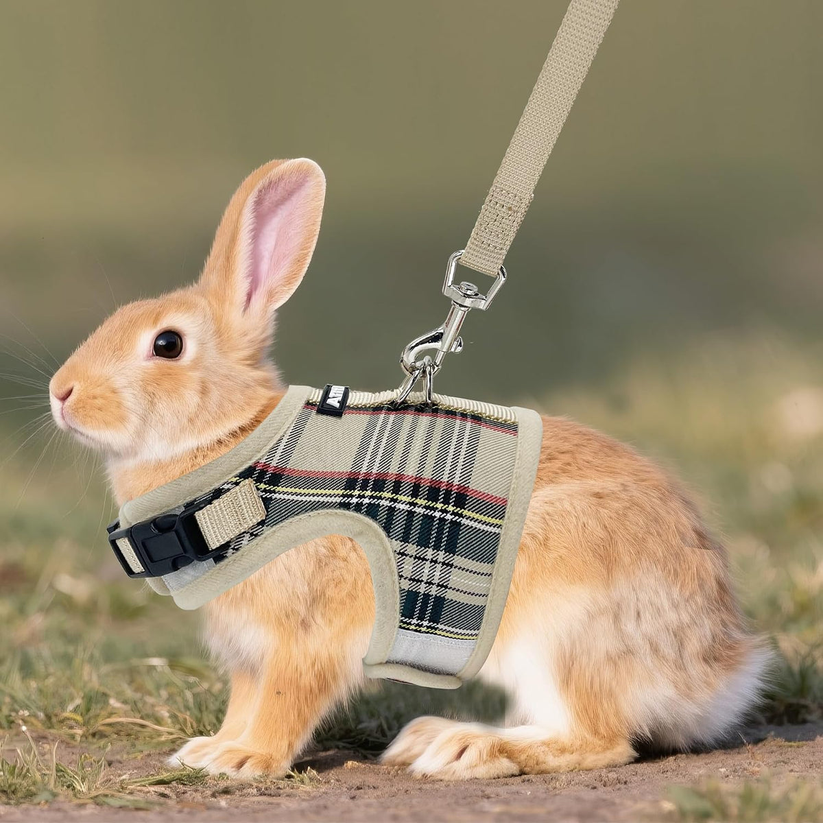 Aiitle rabbit harness adjustable neck buckle and leash attachment detailed view