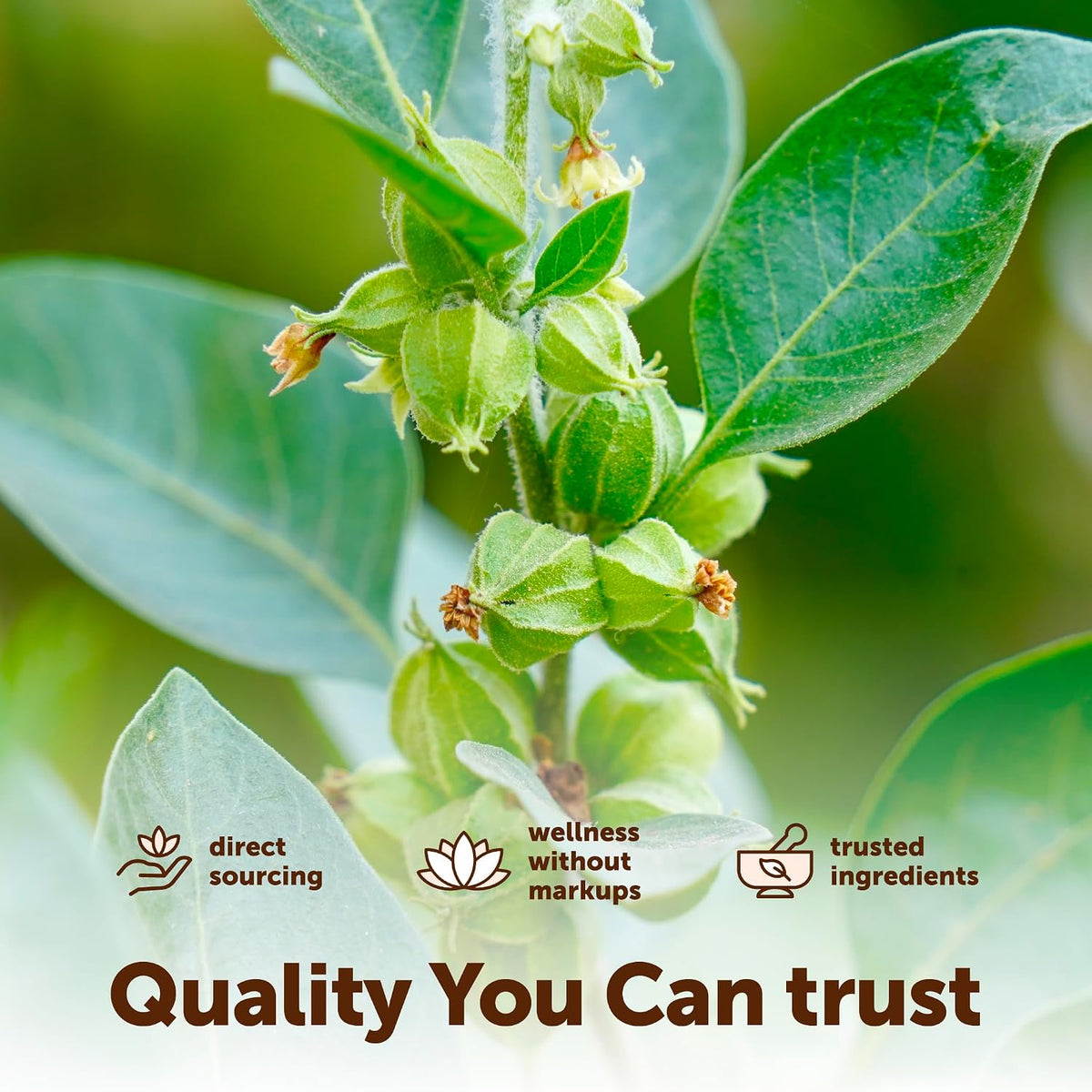 Micro Ingredients ashwagandha root extract softgels capsule close up