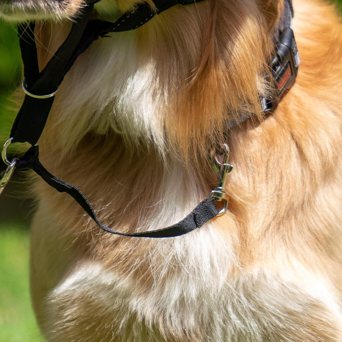 Halti Link black nylon safety strap connected to collar