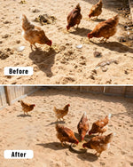 KOROI metal sand sifter shovel being used to clean backyard poultry waste.