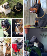 Hypoallergenic smooth polished gold dog chain collar side view