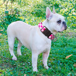 Ladoogo dog collar and matching 5 foot leash set