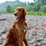 Textured polymer webbing and stitching details on Ultrahund pet gear