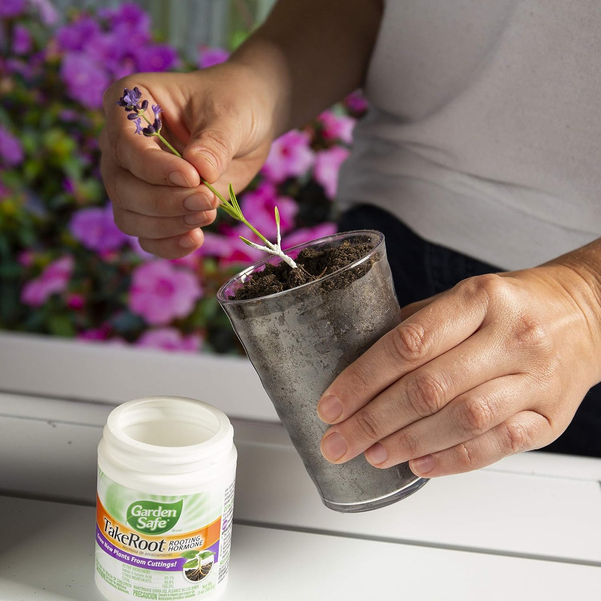 Gardener applying rooting hormone to plant stem cutting