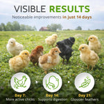 Buff Clucks botanical poultry treat bag on a rustic homestead background
