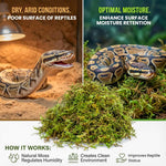 Authentic USA imported dried sphagnum moss being used as an incubation medium for reptile eggs