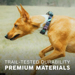 Embark pet training collar showing quick-release plastic buckle