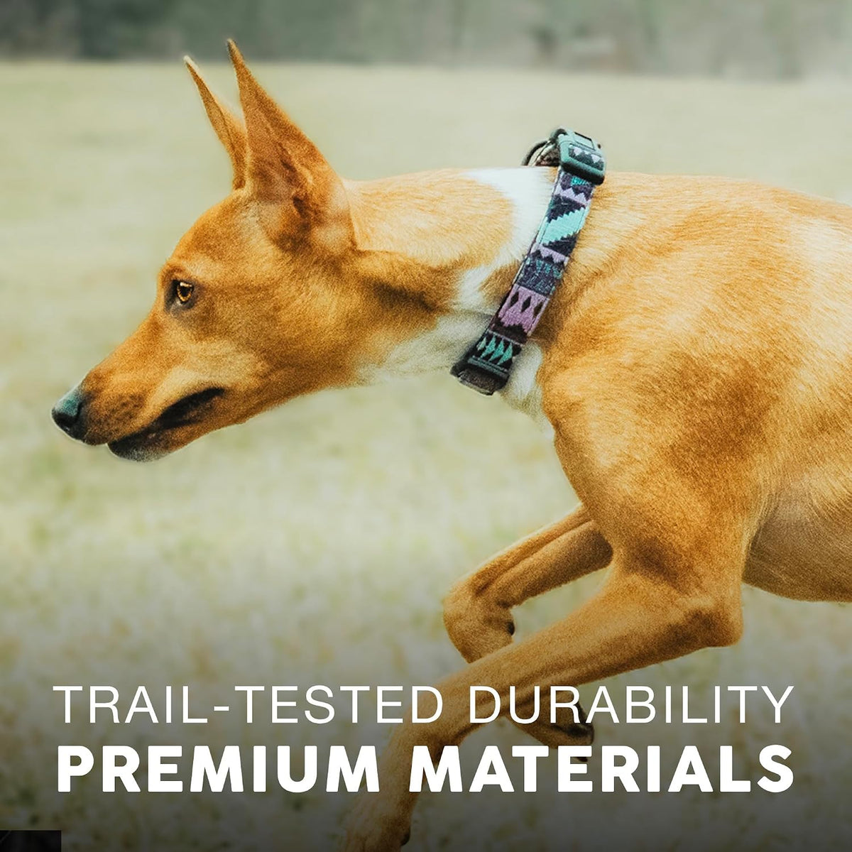 Embark pet training collar showing quick-release plastic buckle