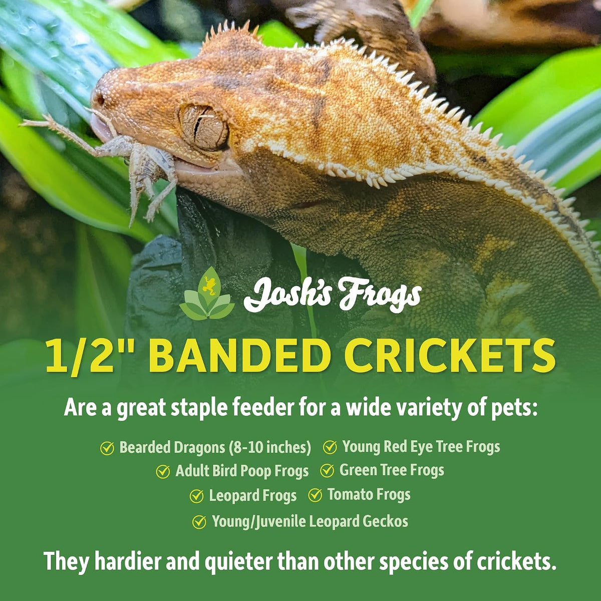 Live premium tropical house crickets for reptile feeding