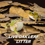Natural whole dried oak leaves substrate spread across a forest floor vivarium layout