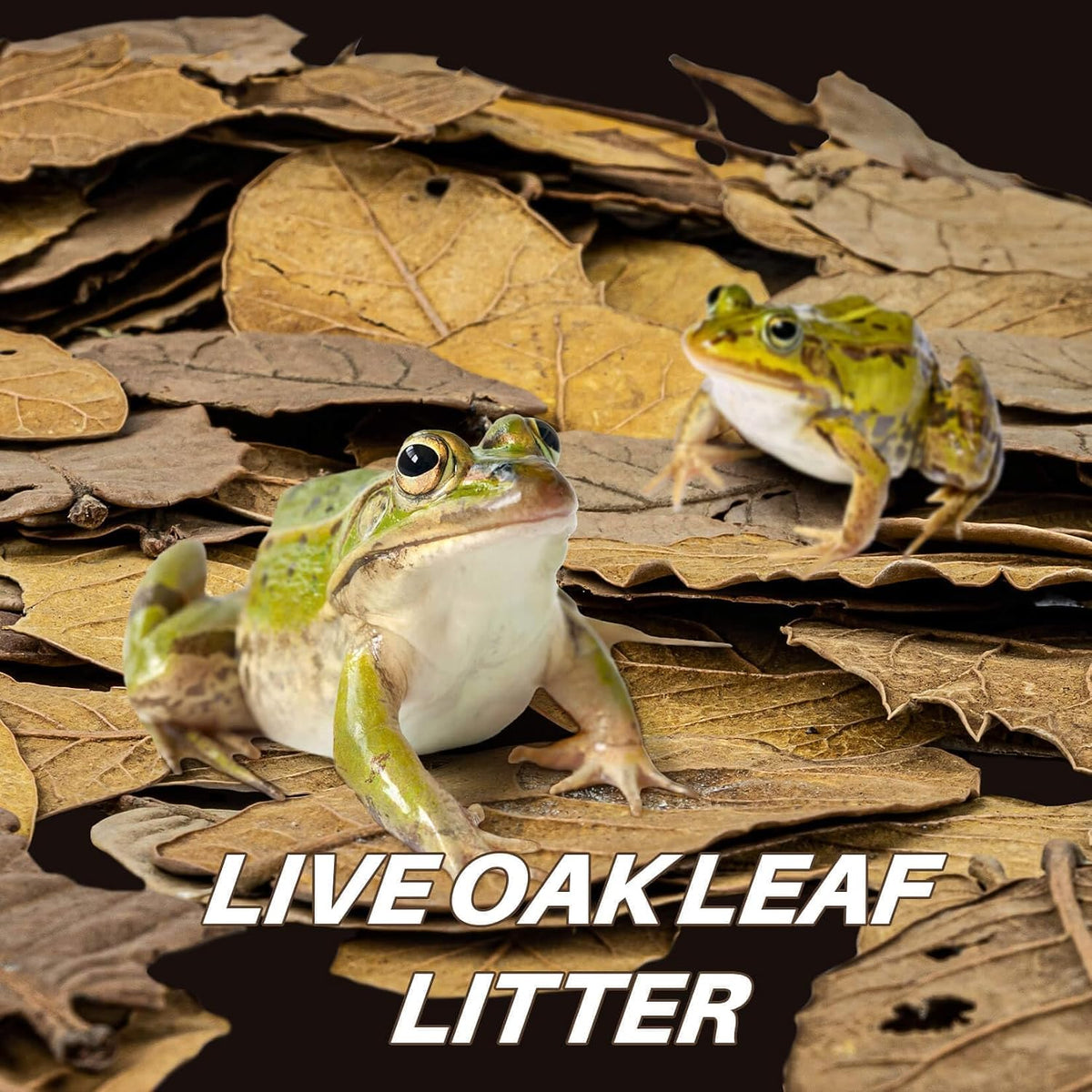 Natural whole dried oak leaves substrate spread across a forest floor vivarium layout