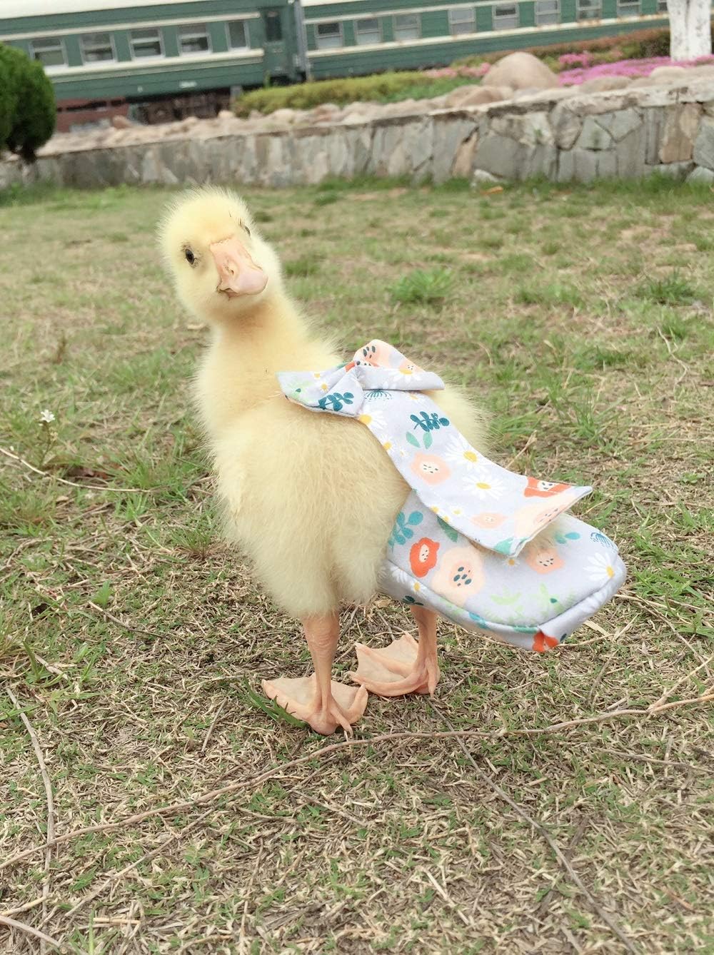 HEZHUO adjustable chicken diaper inner waterproof lining close up view