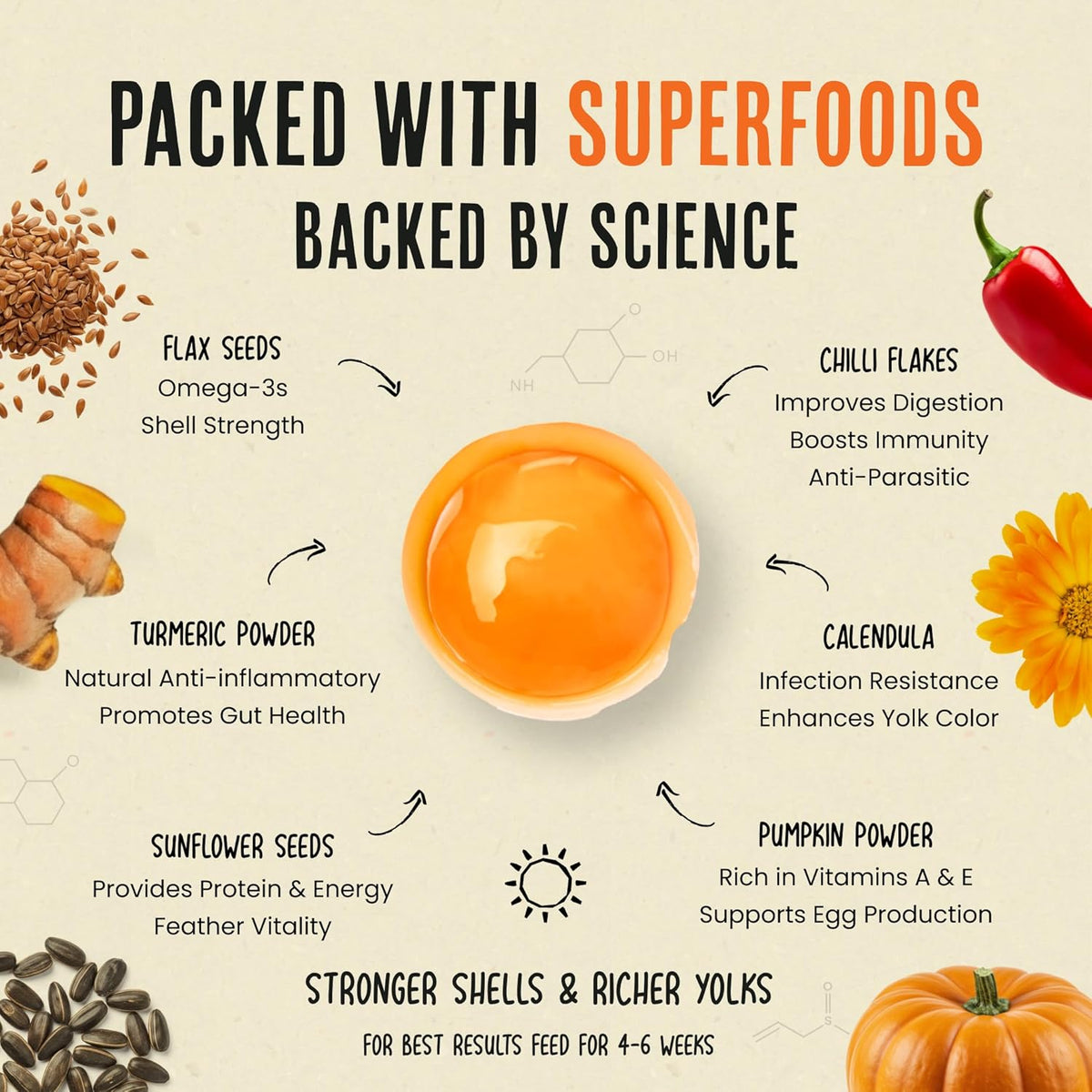 Healthy backyard chickens feeding on grain mixed with daily egg booster powder