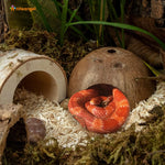 Smooth surface coconut shell shelter for spider and hermit crab