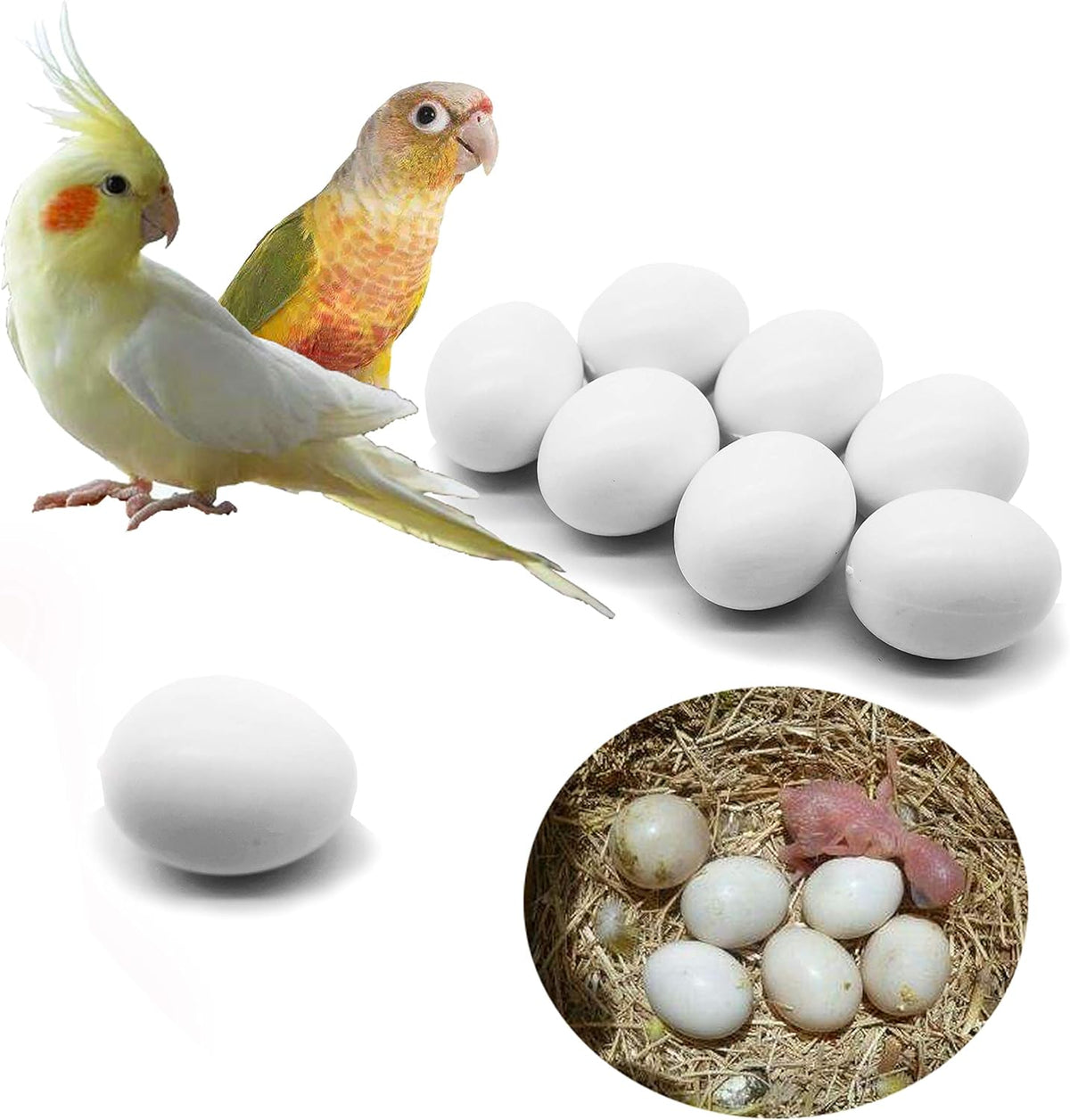 FOIBURELY Solid Parrot Plastic Dummy Eggs 8 count box front view showing realistic texture.