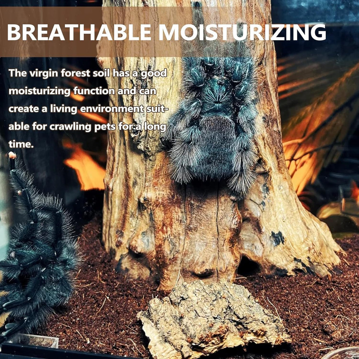 BNOSDM organic reptile substrate used for tortoise digging habitat